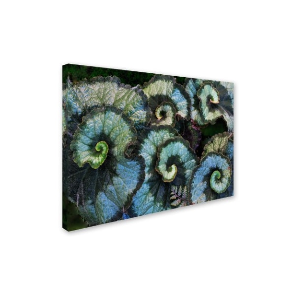 Kurt Shaffer 'Escargo Begonia Leaves' Canvas Art,24x32